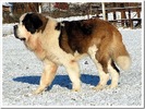 saint-bernard-04-thumb