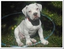 Bulldog_American_04_thumb