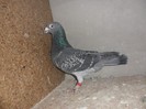 mascul 2010