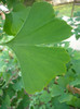 Ginkgo_Iunie 011