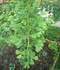 Ginkgo_Iunie 012