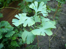 Ginkgo_Iunie 016