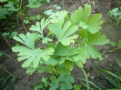 Ginkgo_Iunie 018