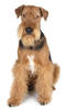 airedale1
