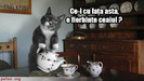 poze-amuzante-pisica-isi-serveste-vecinul-cu-ceai