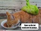 poze-amuzante-poza-amuzanta-pisica-este-hapsana-si-nu-se-mai-satura-de-atata-mancare