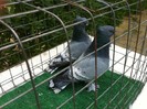 belal.galamb 112
