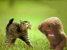 Miauuuu cu DOMOOOO