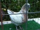 belal.galamb 158