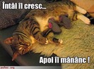 poze-amuzante-poza-amuzanta-pisica-vrea-sa-creasca-soareci-iar-apoi-sa-ii-manance