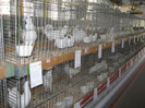 knittel-efer- 120
