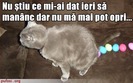 poze-amuzante-poza-amuzanta-pisica-a-mancat-stricat-si-se-caca-oua-colorate