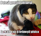 poze-amuzante-poza-amuzanta-pisica-ghiceste-in-stele-viitorul