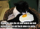 pisica-pe-post-de-tigaie