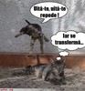 pisica-se-transforma