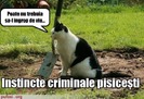 poza-amuzanta-poze-amuzante-pisica-criminala-ingroapa