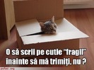 poze-amuzante-poza-amuzanta-pisica-facuta-colet-urmeaza-a-fi-trimisa-prin-posta
