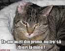 poze-amuzante-poza-amuzanta-pisica-se-planga-ca-stapanul-urla-la-ea