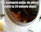 poze-amuzante-poza-amuzanta-pisic-in-masina-de-spalat-vomitat