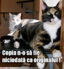 pisica-copie-si-original