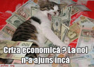 pisica-criza-economica-poza-amuzanta