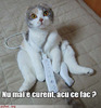 pisica-curent