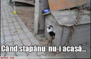 pisica-in-cusca-cainelui