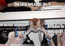 pisica-sorteaza-camasile