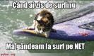 pisica-surf