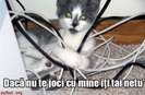 pisica-taie-netu