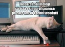 poza-amuzanta-pisica-cu-un-maus