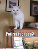 poze-amuzante-pisica-limba-nas