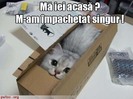poze-amuzante-pisica-vrea-sa-fie-adoptata