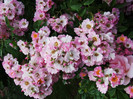 apple blossom