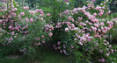 apple blossom (2)