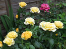 Copy of DSCF2669