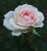 Copy of DSCF4302