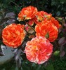 Copy of DSCF5626