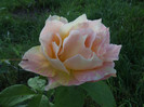 Copy of DSCF5665