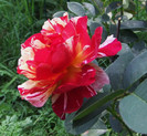 Copy of DSCF5744