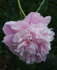 DSCF1180