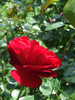 DSCF1456