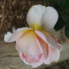 DSCF1668