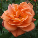 DSCF1688