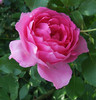 DSCF2080