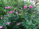 DSCF2083