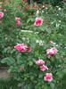 DSCF2188