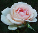 DSCF4301