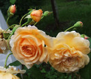 DSCF5114