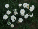 DSCF6425